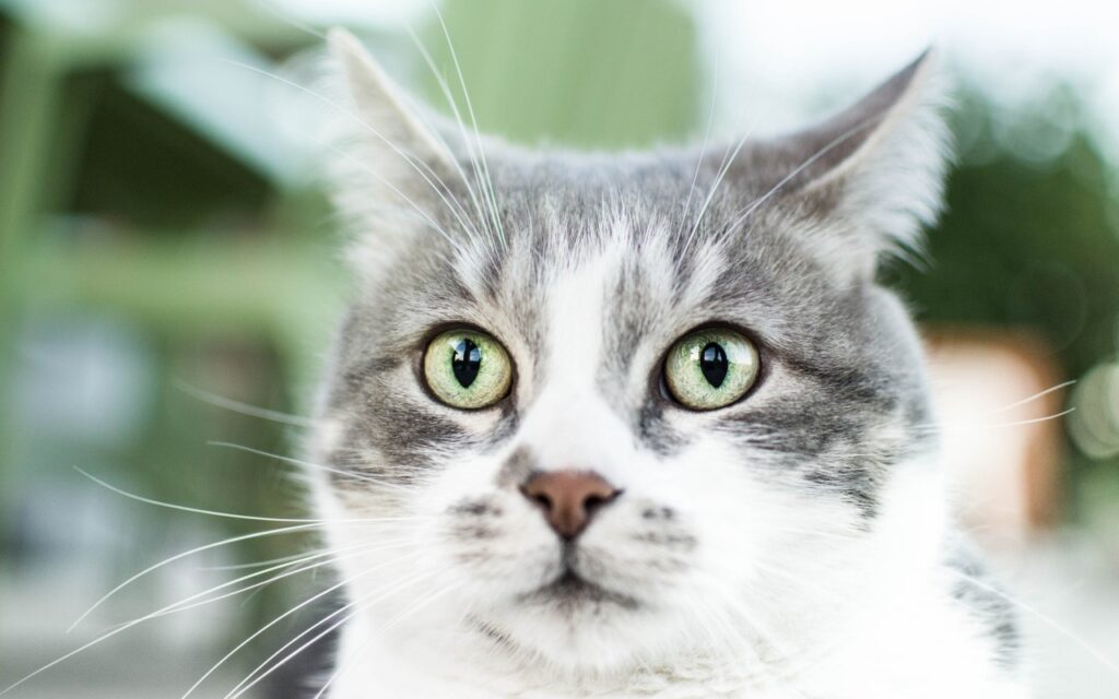 american wirehair bicolore