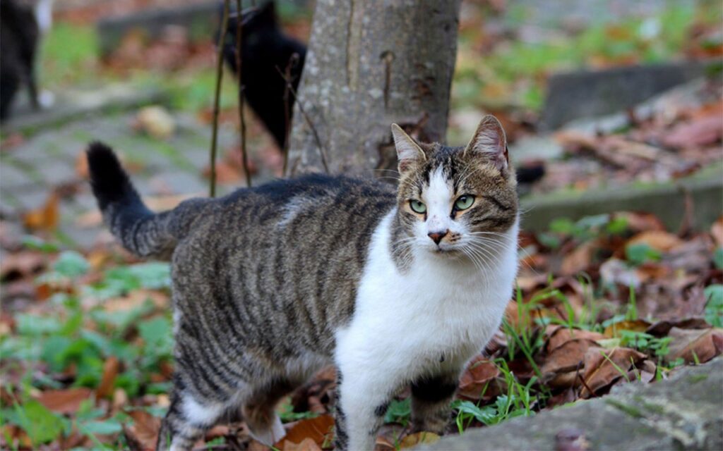 american wirehair nel bosco