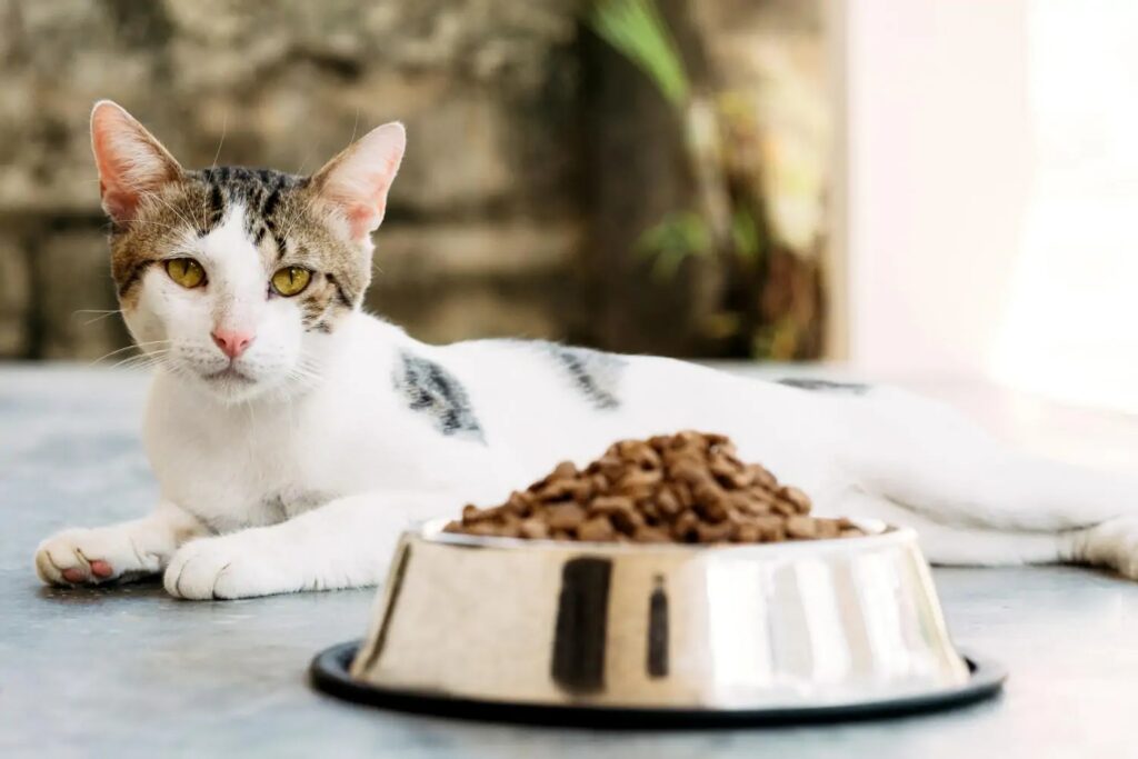 American Wirehair, cosa mangia? L’alimentazione ideale