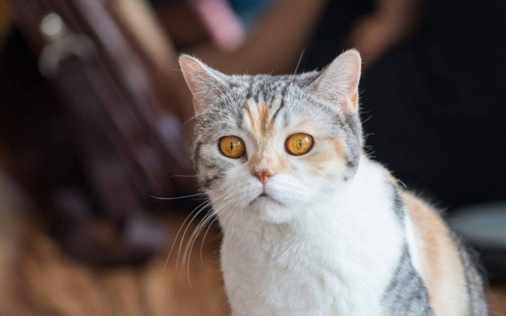 gatto con gli occhi arancioni