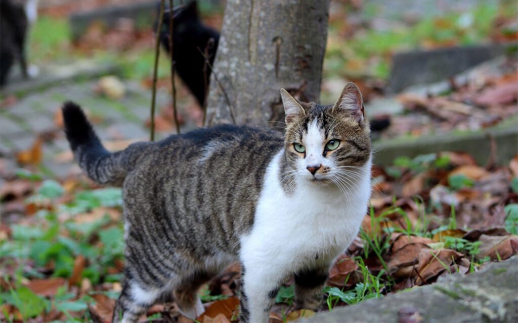 american wirehair sotto a un albero