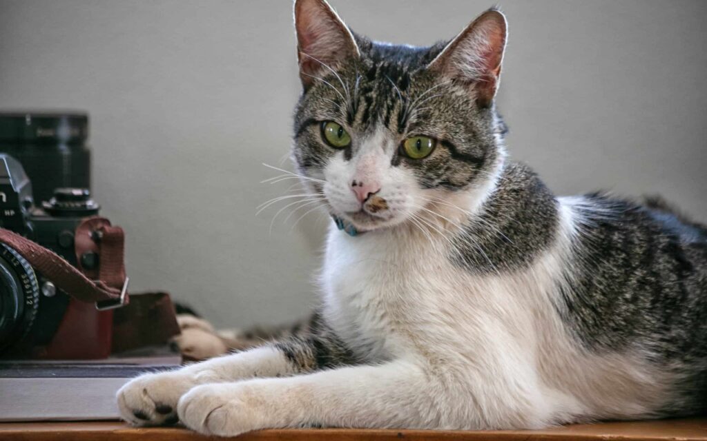 american wirehair in casa