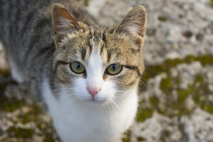 American Wirehair, pelo: cosa sapere, come curarlo e pulirlo