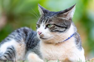 American Wirehair, toelettatura: come farla anche a casa