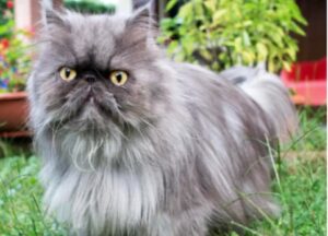 Bettolino, dispersa la dolce Giulietta, sono in corso le ricerche per questo gatto Persiano