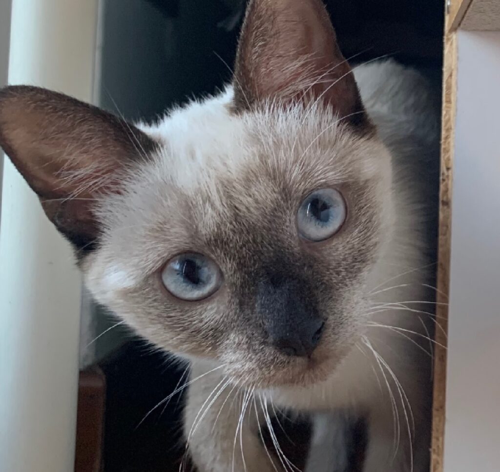 gatta occhi azzurri volto grigio