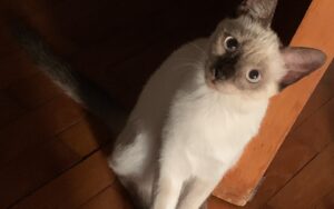 Busto Arsizio, Renee manca a casa da mesi, aiutiamo questa gatta Siamese a tornare dalla sua famiglia