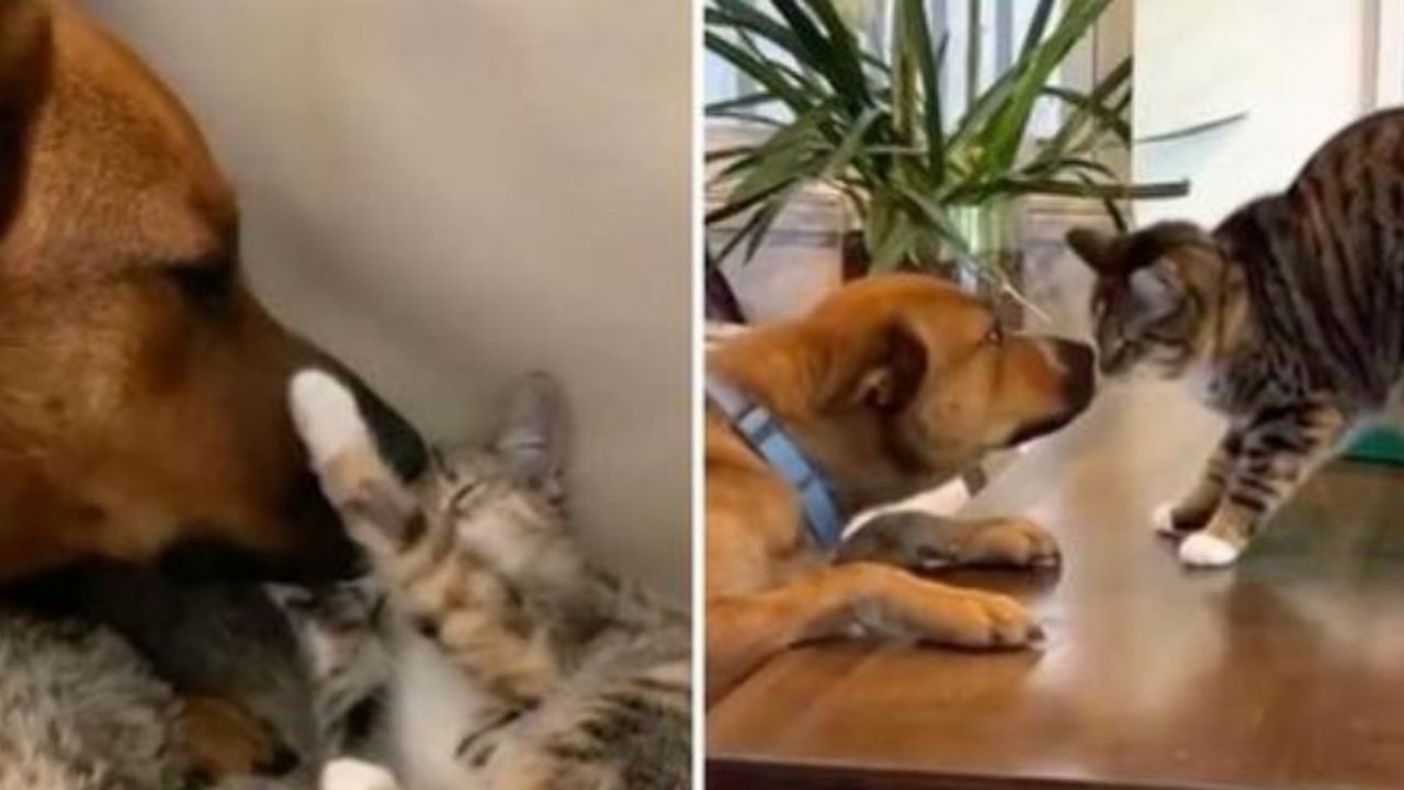 Un cane e un gatto che si annusano