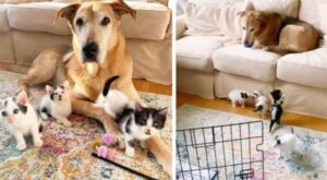 Questi poveri gattini randagi vagavano per le strade, ma ora amano un dolce cane pensando che sia la loro mamma