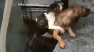 Il gatto in difficoltà viene salvato da un cane coraggioso e la loro storia diventa un esempio per tutti