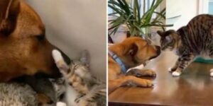 Il gatto e il cane si rincontrano dopo un anno passato senza vedersi e si amano più di prima