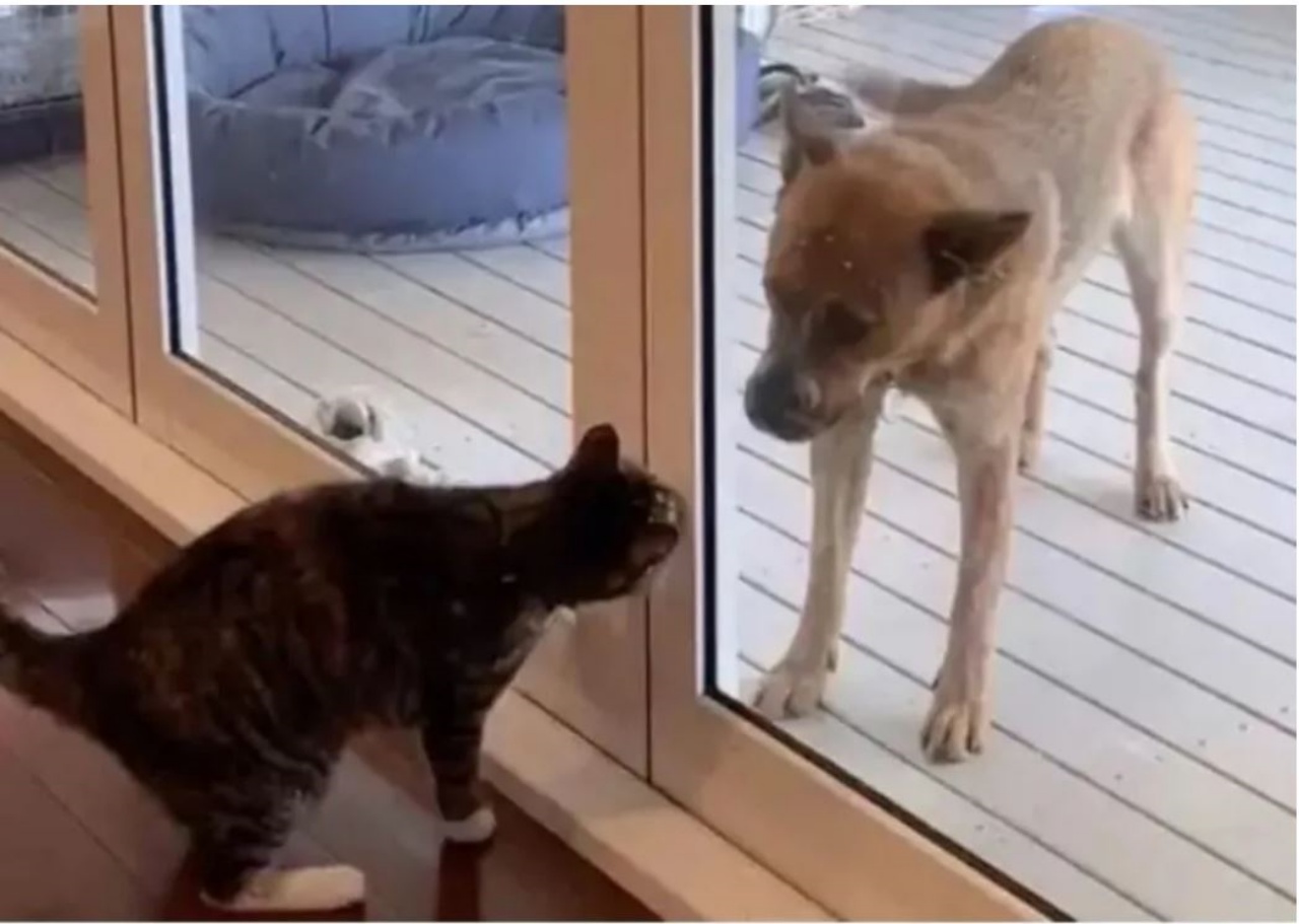 Un cane e un gatto che si guardano attraverso una porta a vetri