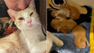La tragica avventura della piccola Catreena, una gatta che ha dato alla luce cinque cuccioli