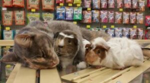 Questa gatta ama andare al negozio di animali solo per potersi coccolare con le sue amiche cavie