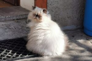 scomparsa gatta simil persiano