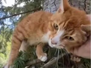 Gatto rimasto intrappolato su un albero di 23 metri per ben due settimane, conosciamolo!