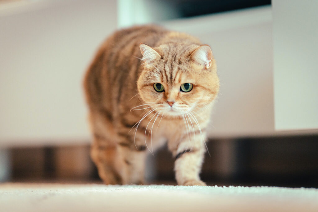 cosa fa diventare aggressivo il gatto che si mette sulla difensiva