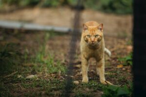 Cose che fanno diventare aggressivo il gatto: riconoscerle ed evitarle