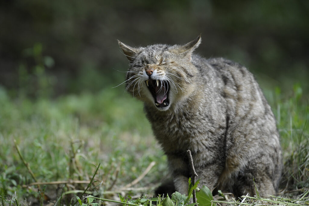 cosa fa diventare aggressivo il gatto che soffia