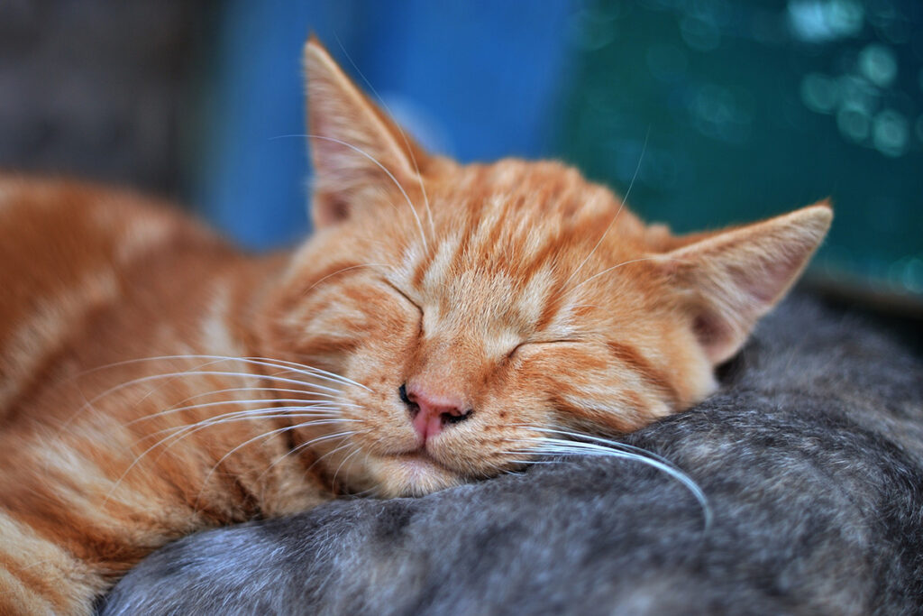 dove comprare un gatto e cosa