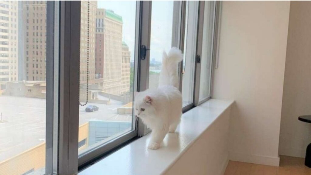 gatta bianca 