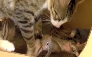 Questa gatta ha un istinto materno così forte che finisce per adottare uno scoiattolo orfano e solitario