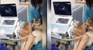 La gatta incinta va alla sua prima ecografia e insieme al suo amico umano scopre che avrà ben 4 gattini