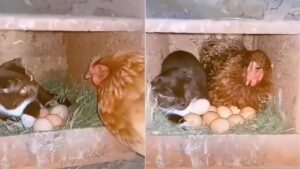 La gatta pensa di essere una gallina e cova le uova, ma la vera proprietaria non sembra essere d’accordo (VIDEO)