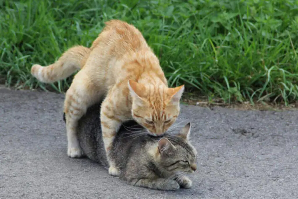 gatte attaccano i gatti randagi dopo l'accoppiamento 