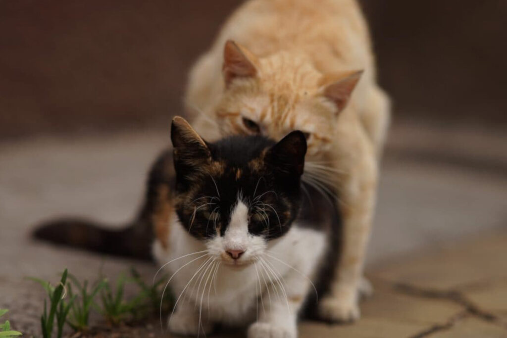 gatte attaccano i gatti dopo che hanno finito l'accoppiamento