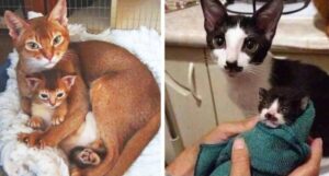 10 gatti che non hanno bisogno del test del DNA per dimostrare di essere genitori e figli