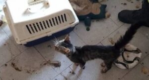 Gatti abbandonati in casa: una donna è indagata per maltrattamenti sugli animali