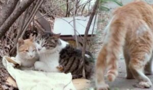 Il gatto Nabi aiuta il suo amico, anche lui randagio, a procurarsi cibo e cure visto che ormai è disabile