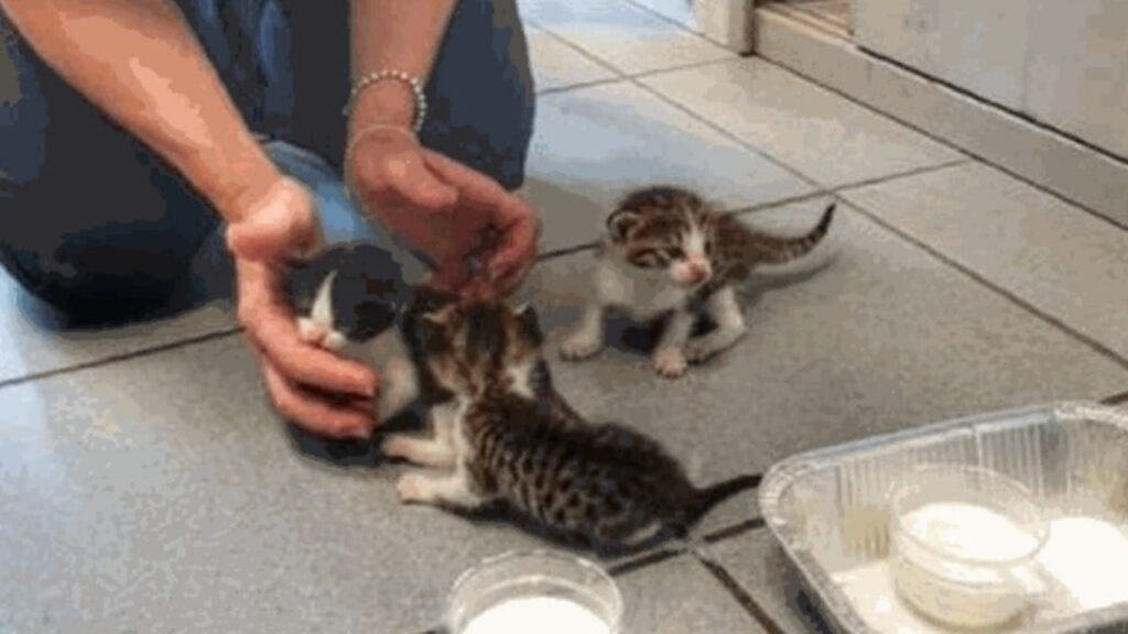 gatti abbandonati a Modena