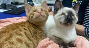 Gatti migliori amici: l’essere simili li accomuna