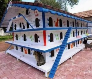 In Turchia costruiscono queste case per non far sentire freddo ai gatti randagi di notte