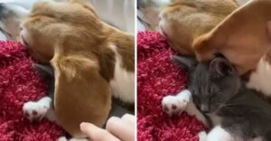 La gattina ha usato l’orecchio della sua sorellina canina per proteggersi dal freddo (VIDEO)