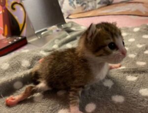 Una coppia adotta un gattino paralizzato e la loro storia diventa virale