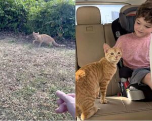 Gattino adottato al McDonalds: l’avreste mai detto?