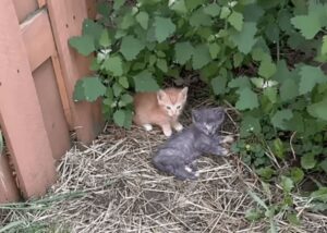 Gattini chiamano a gran voce qualcuno che li aiuti: i miagolii si fanno sentire e li salvano!