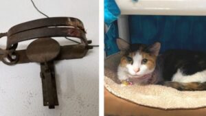 Gattino bloccato in una trappola ha rischiato seriamente la vita: la storia