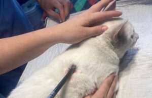 Gattino colpito da una freccia: si cercano i responsabili del ferimento di Lance