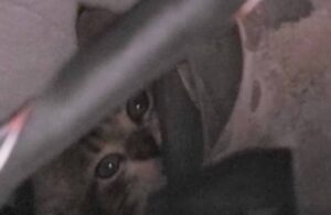Gattino salvato dalla strada resta intrappolato in un cruscotto: la storia