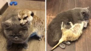 Il gattino ha stretto un’amicizia speciale con il suricate e il loro amore è un esempio per tutti