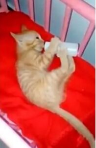 Signora adotta un gatto randagio e si prende cura di lui come se fosse un “bambino”