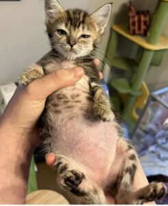 Gattino va dal veterinario: la sua mamma adottiva credeva avesse un grave problema di salute