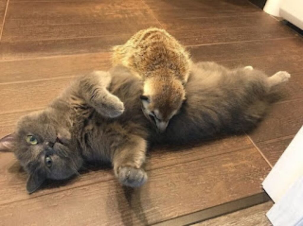 amicizia speciale tra gattino e suricato