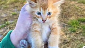 Questo adorabile gattino arancione dimostra di essere grato a chi lo ha salvato in un modo tenerissimo