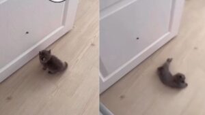 Il gattino vuole prendere la mosca, ma durante la caccia cade a terra. La scena è tutta da ridere (VIDEO)