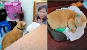 Il gatto non si addormenta la notte se prima non ha dato un ultimo saluto alla foto della sua mamma scomparsa